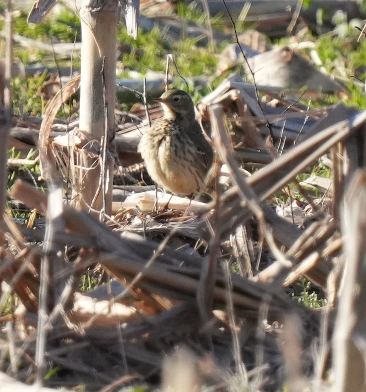 American Pipit - ML537101881