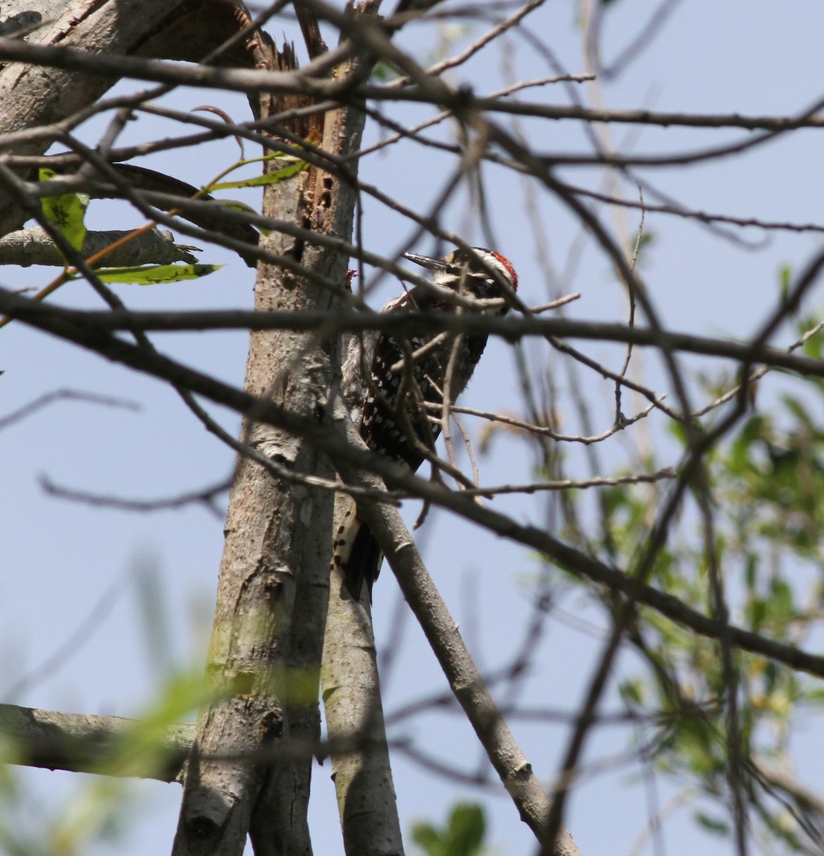 Nuttall's Woodpecker - ML53710191