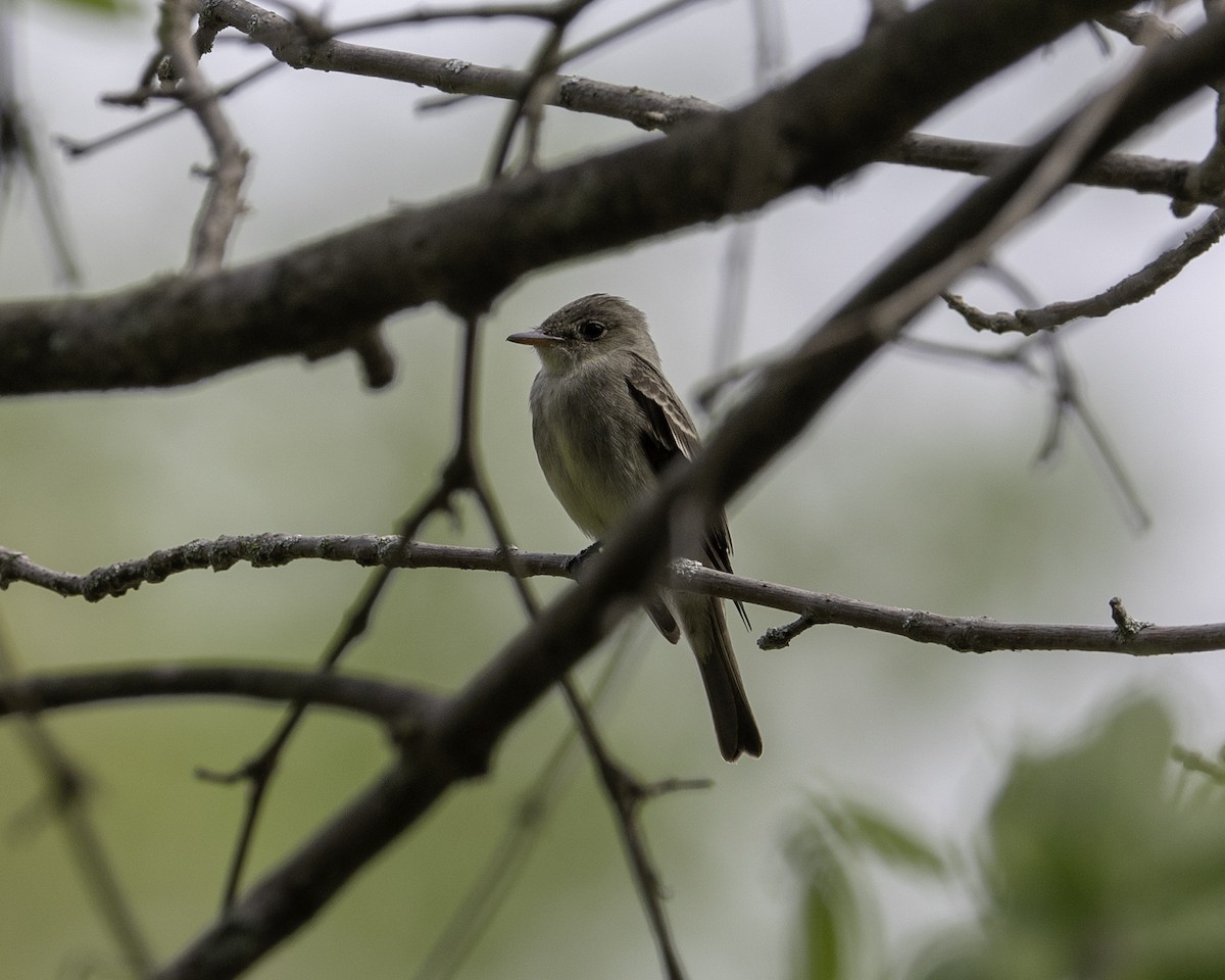 Eastern Wood-Pewee - Keith Dickey