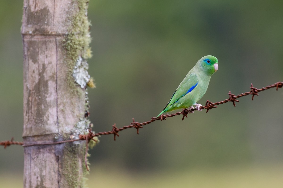 Spectacled Parrotlet - ML53710371