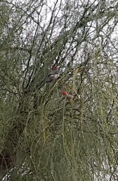 Red-crested Cardinal - ML537105791