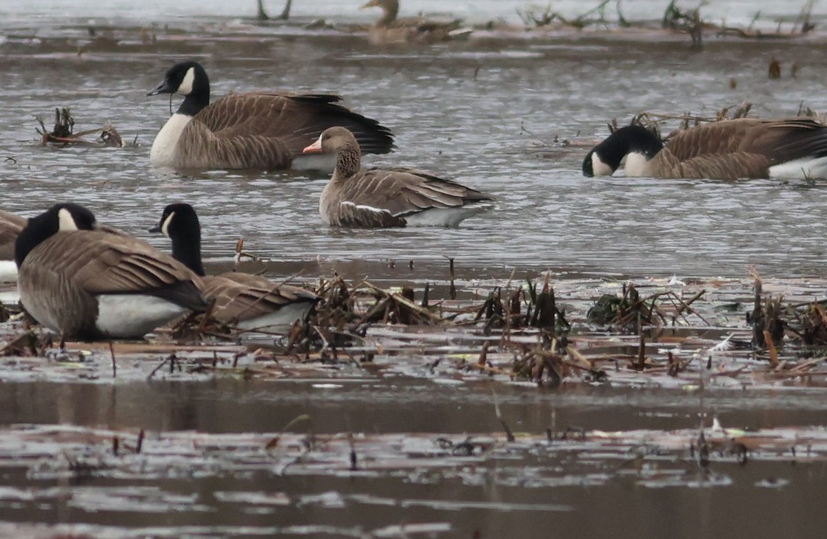 Greater White-fronted Goose - ML537108751