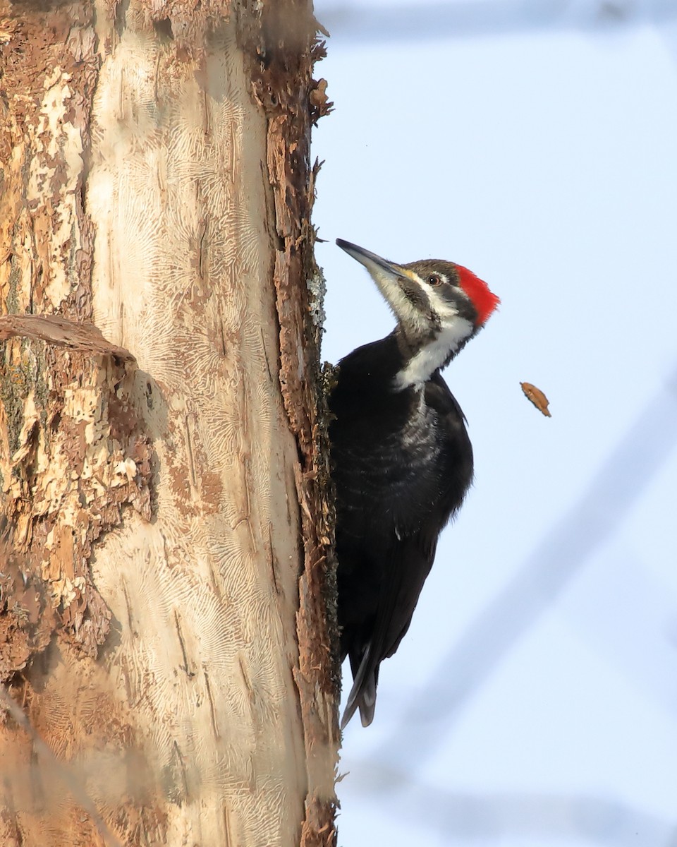 Pileated Woodpecker - ML537109951