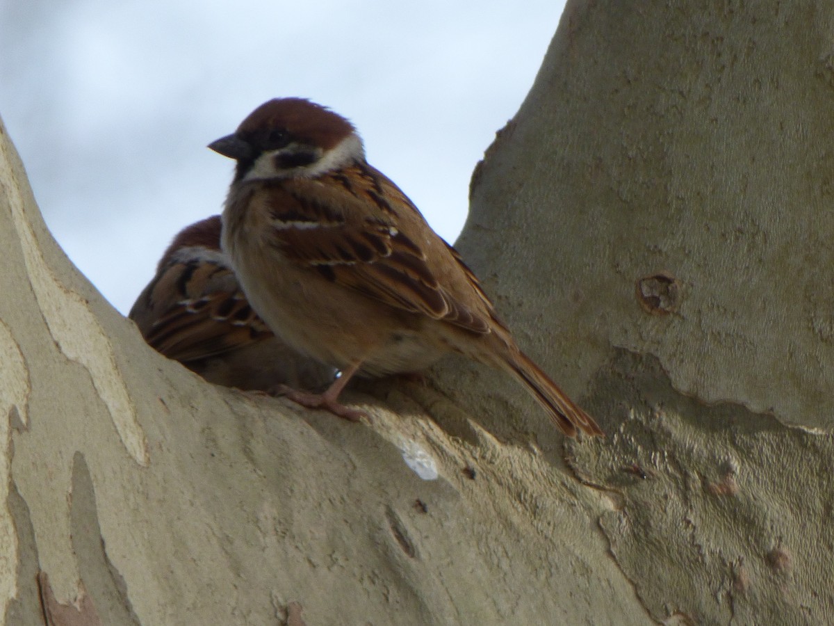 Eurasian Tree Sparrow - ML537111051