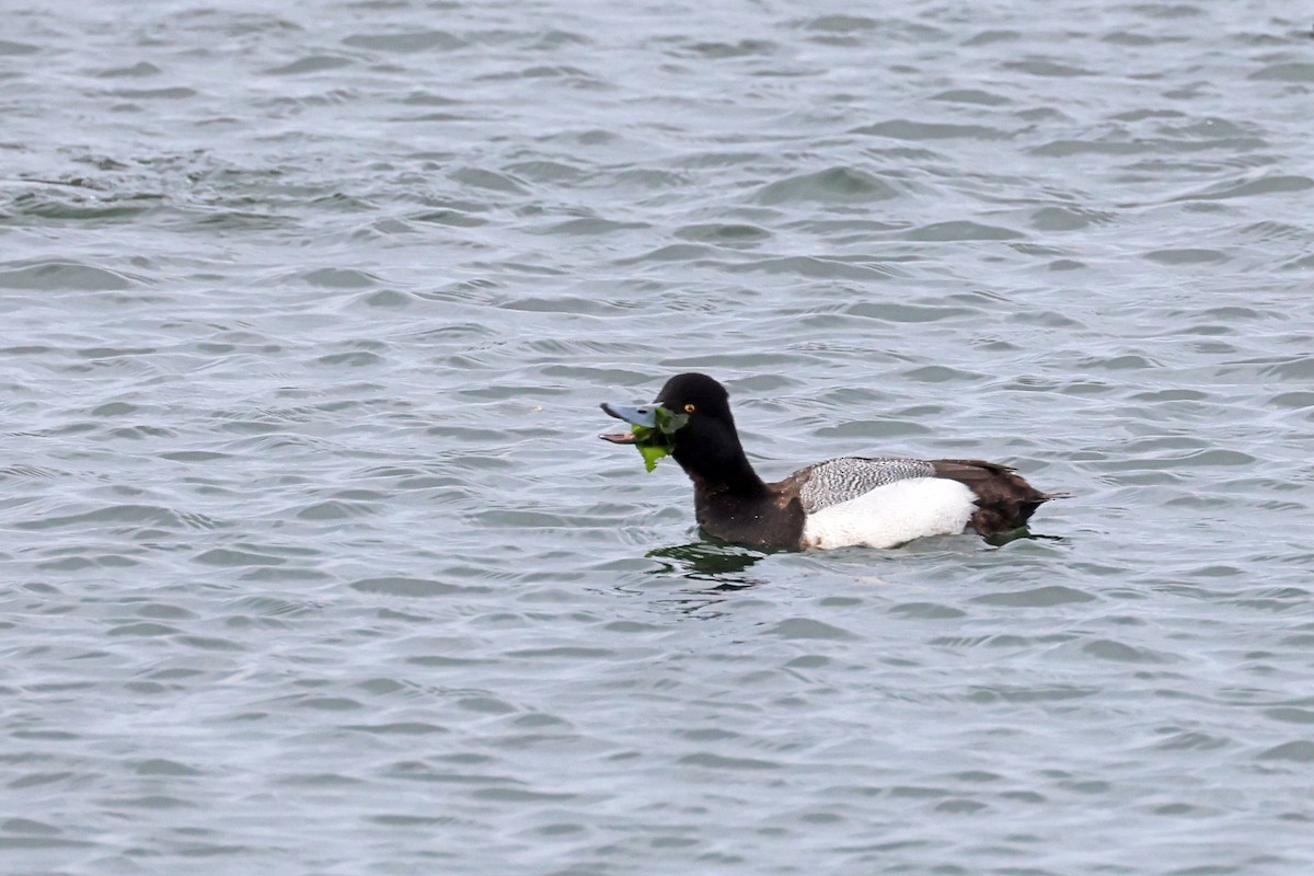 Lesser Scaup - Ming P.