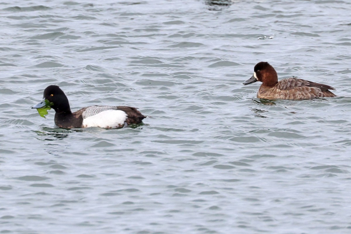 Lesser Scaup - ML537113921