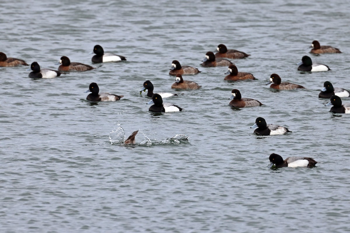 Lesser Scaup - Ming P.