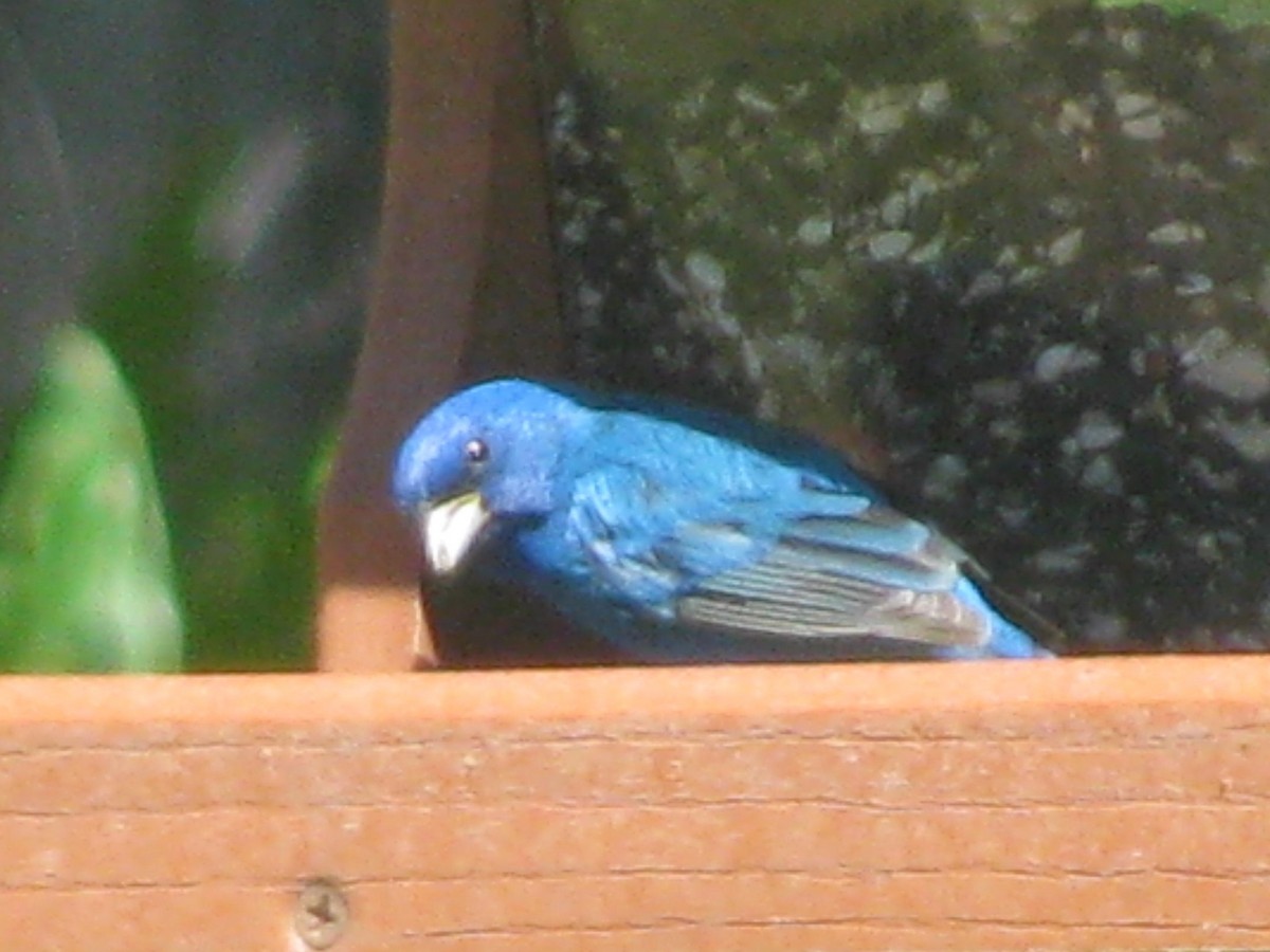 Indigo Bunting - ML53711501