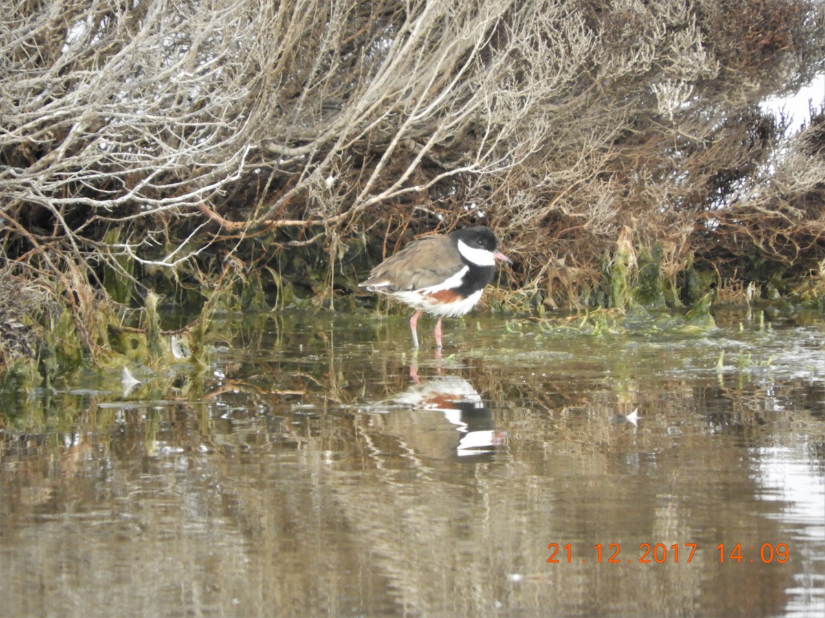 Red-kneed Dotterel - ML537116251