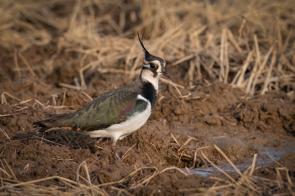 Northern Lapwing - Graham Gerdeman