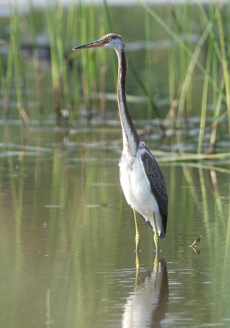 Tricolored Heron - ML537117891