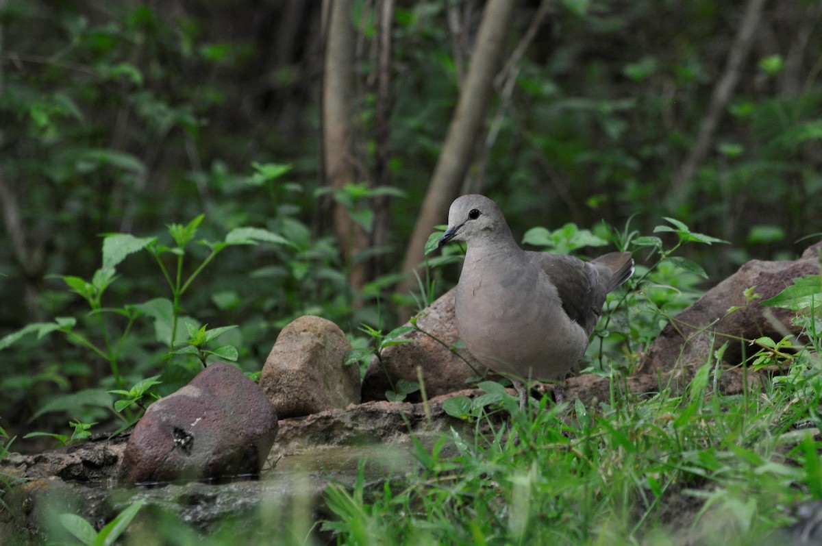 Large-tailed Dove - María Ester Quiroga