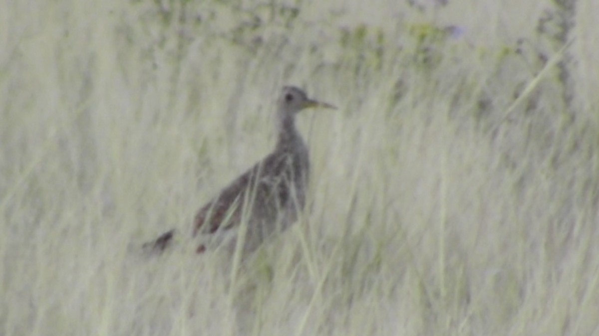 Upland Sandpiper - ML537119191