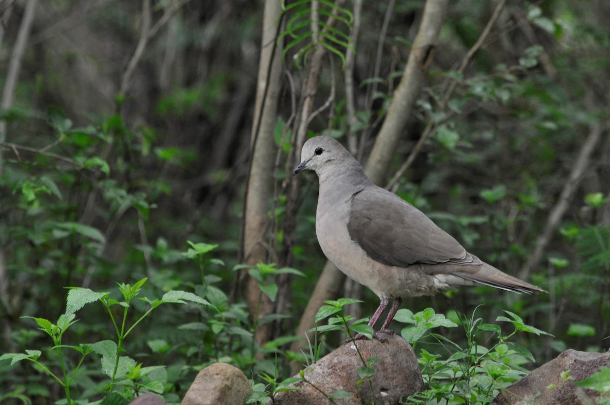 Large-tailed Dove - María Ester Quiroga