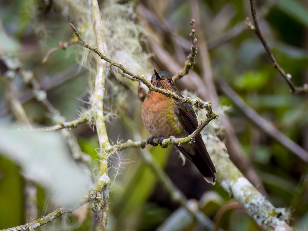 Tyrian Metaltail - Anonymous