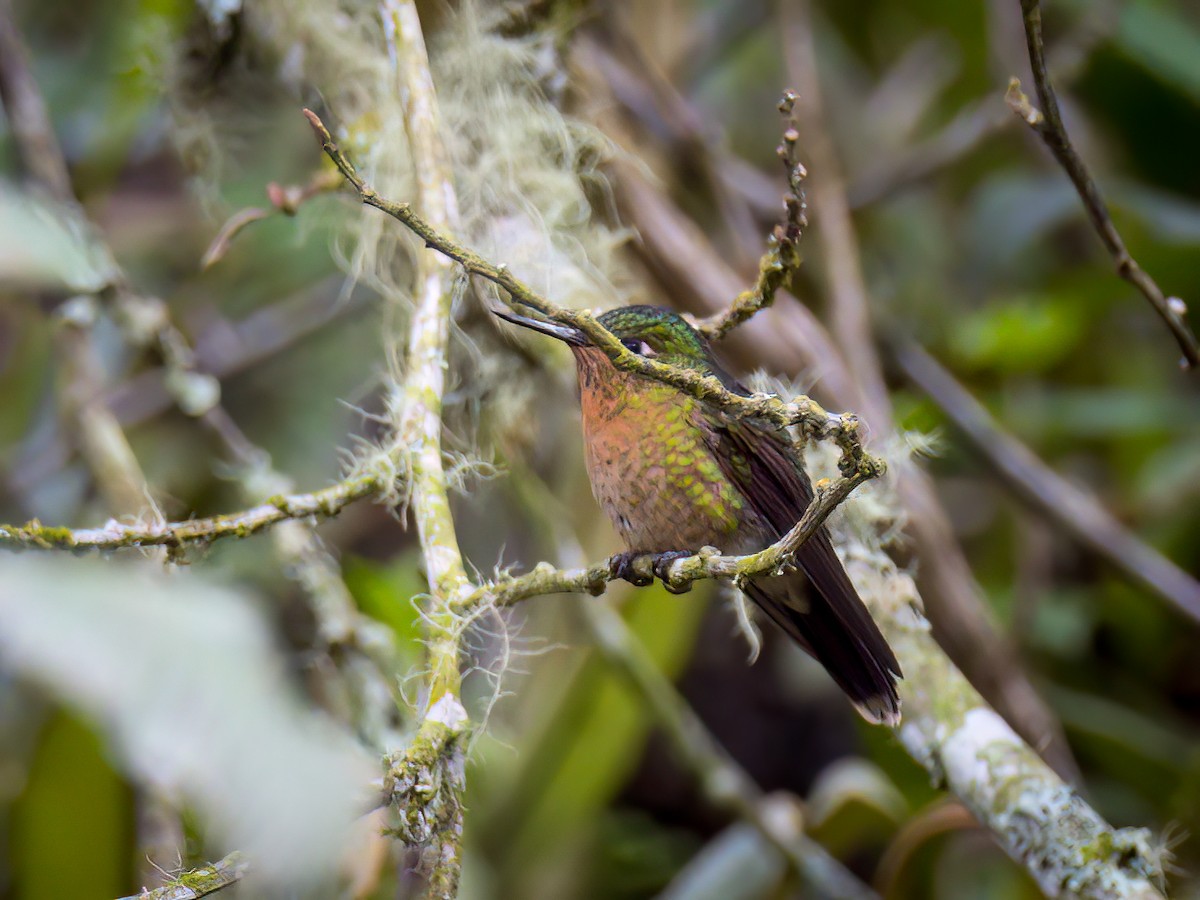 Tyrian Metaltail - Anonymous