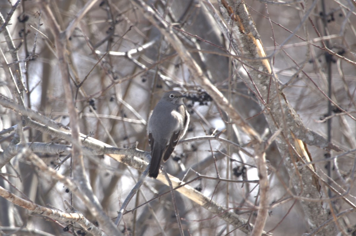 Townsend's Solitaire - ML537119751