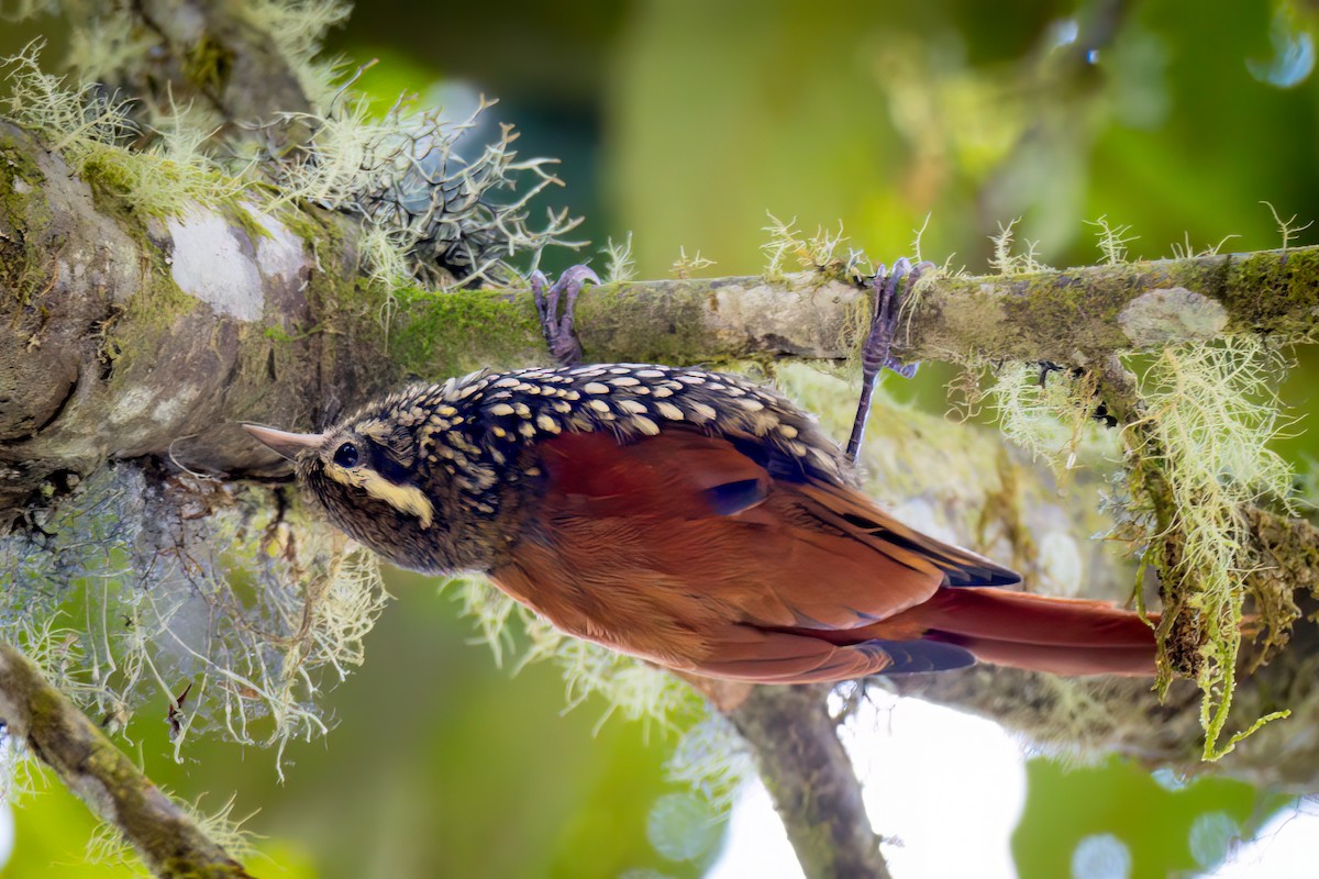 Pearled Treerunner - Anonymous