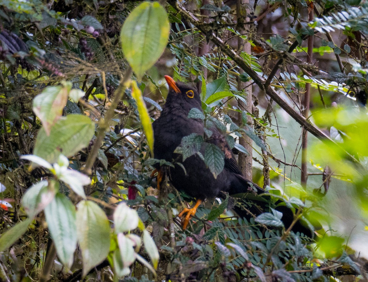 Glossy-black Thrush - Anonymous