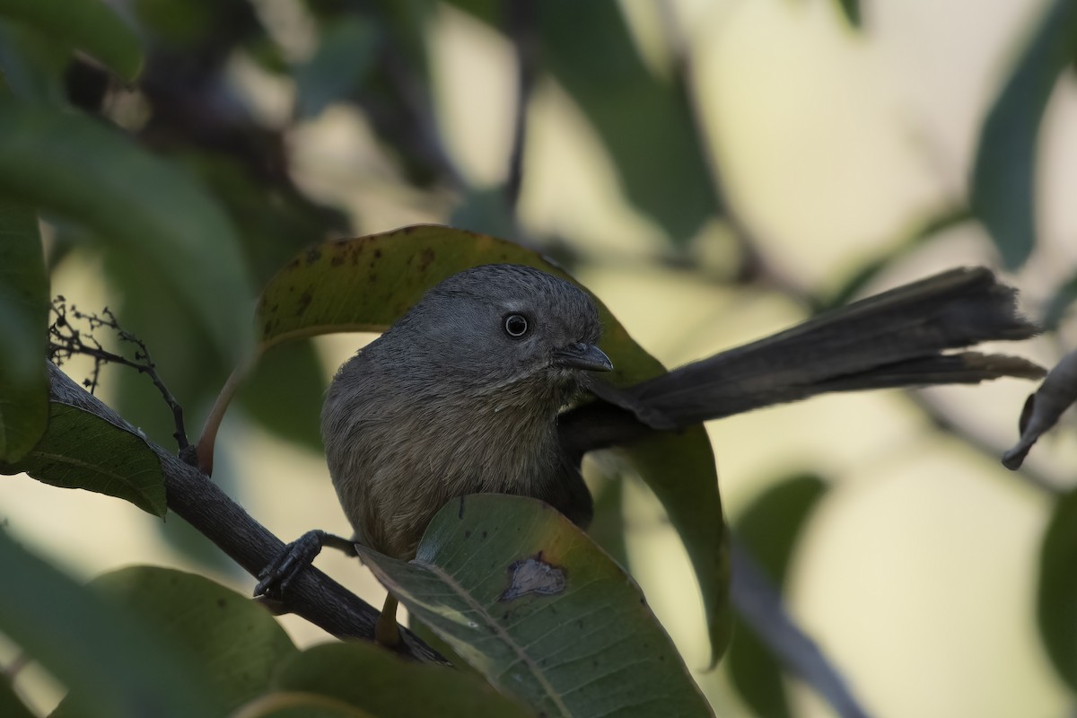 Wrentit - ML537121031