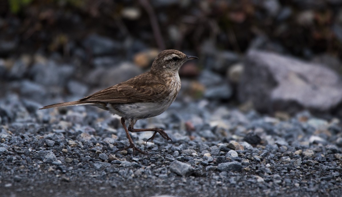 New Zealand Pipit - ML537121301