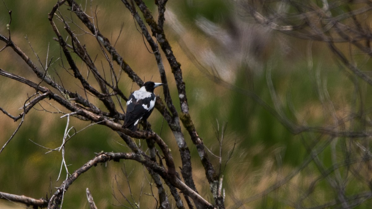 Australian Magpie - ML537121341