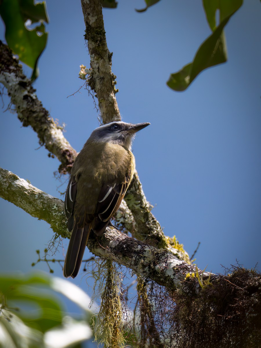 Golden-bellied Flycatcher - ML537121751