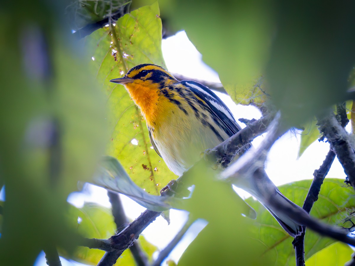 Blackburnian Warbler - ML537121841