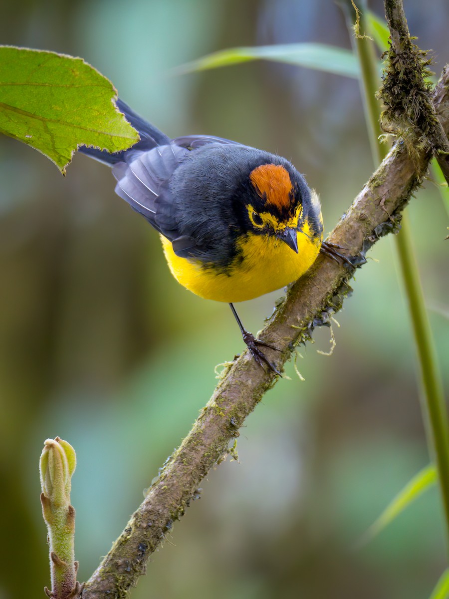 Spectacled Redstart - ML537121951