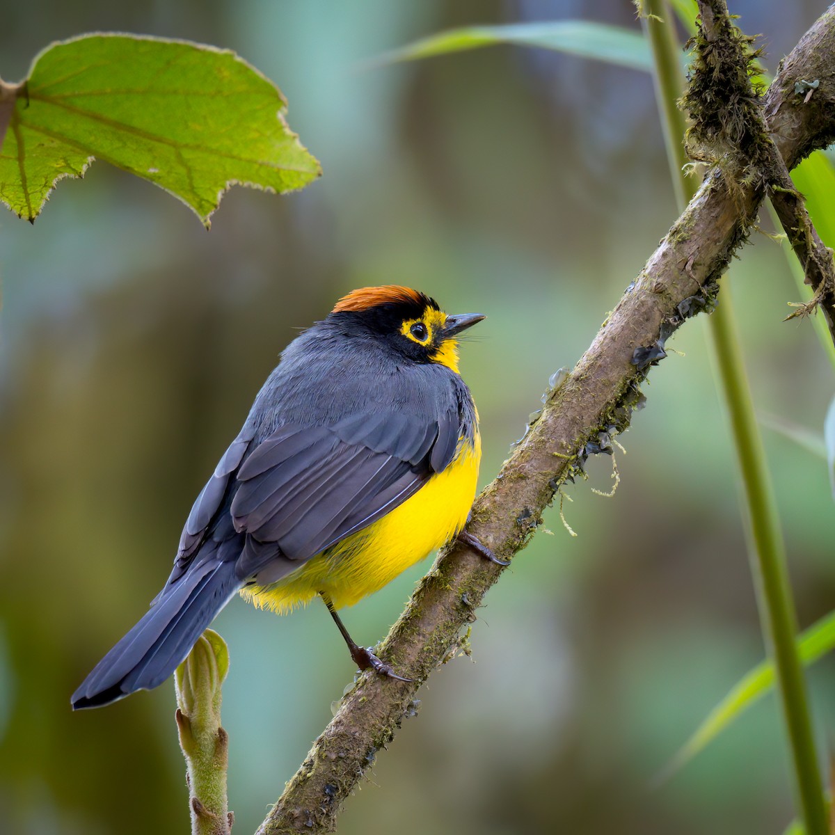 Spectacled Redstart - ML537121961