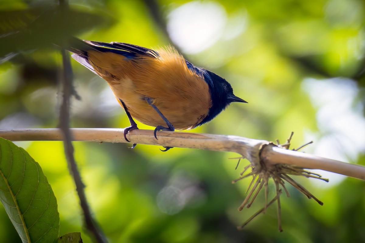 Blue-backed Conebill - Anonymous