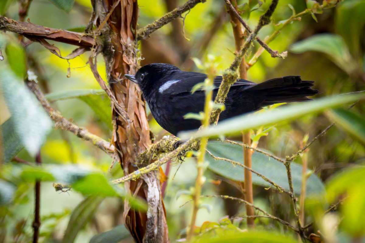 Glossy Flowerpiercer - ML537122481