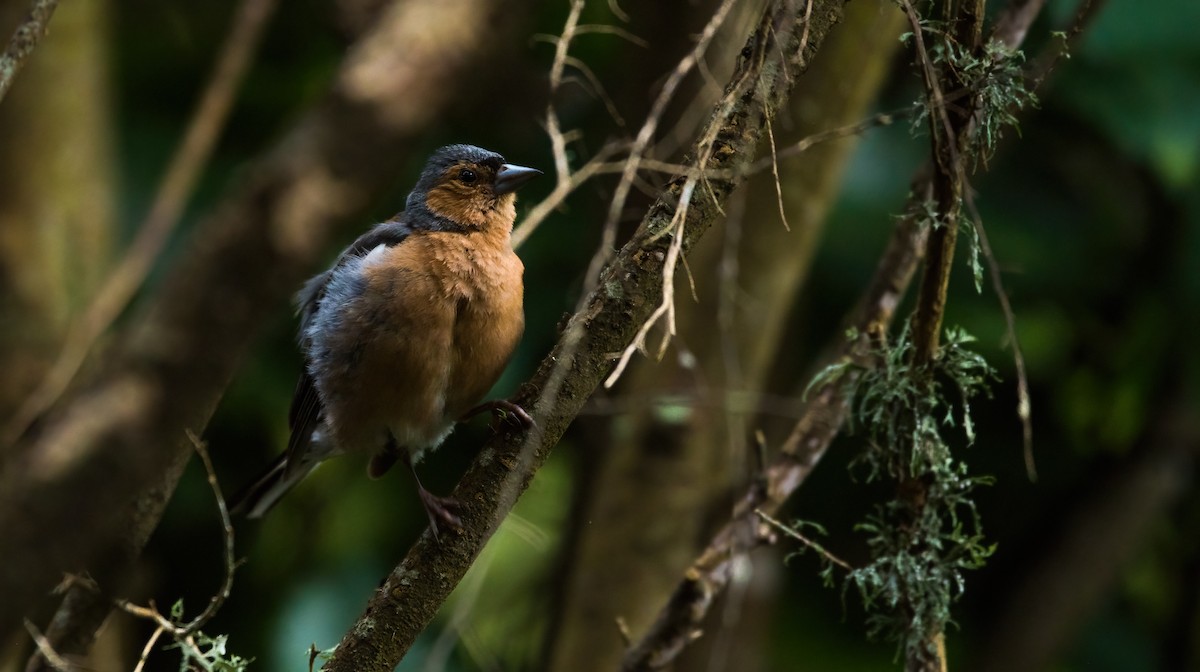 Common Chaffinch - ML537123351