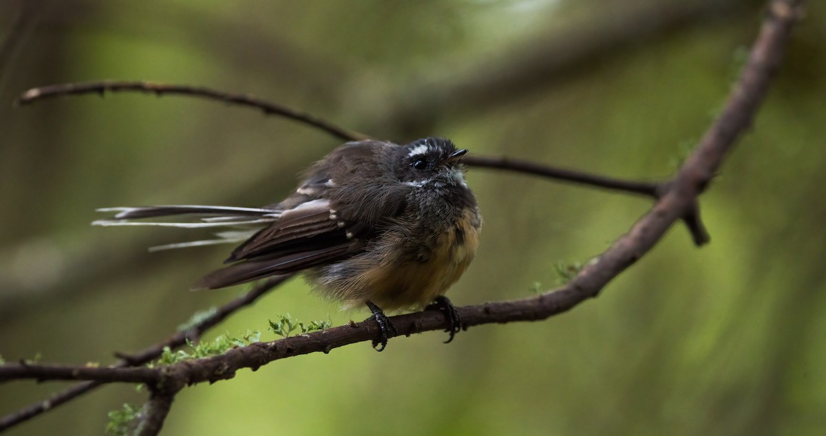 New Zealand Fantail - ML537123451