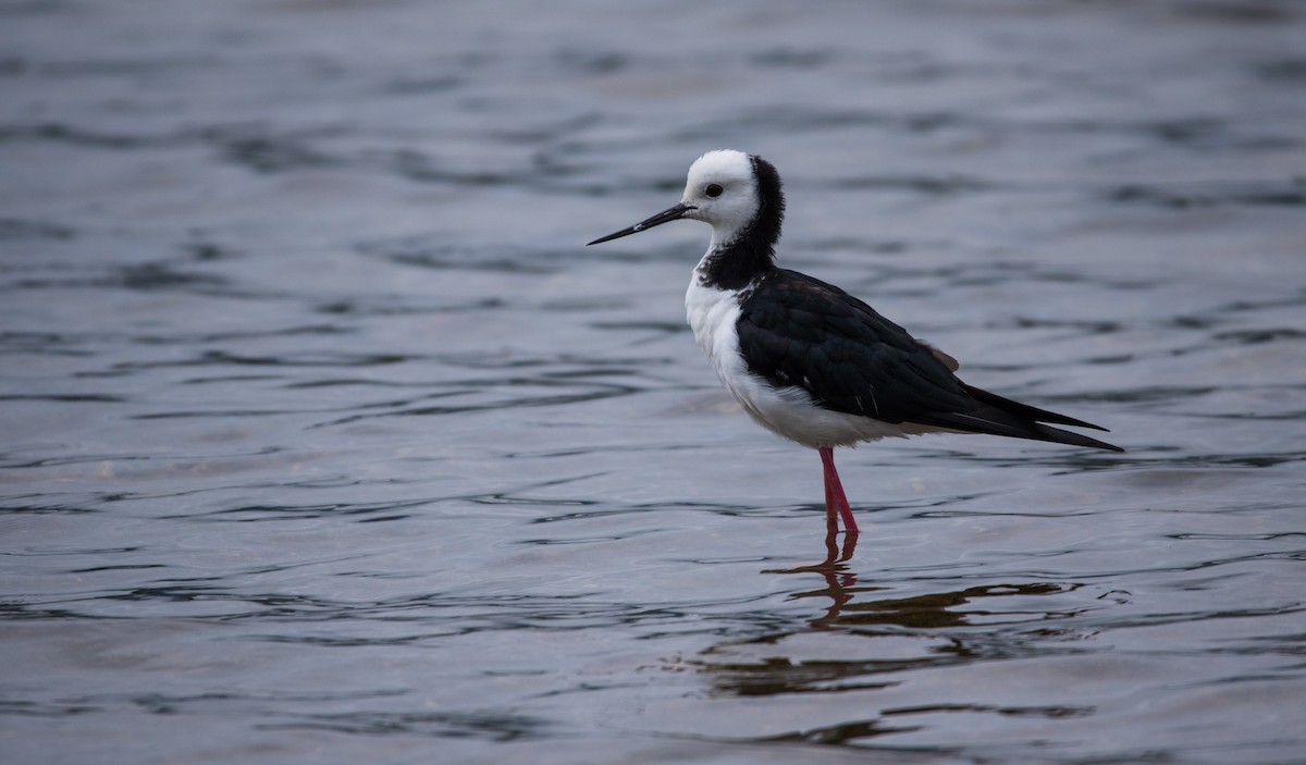 Pied Stilt - ML537123571