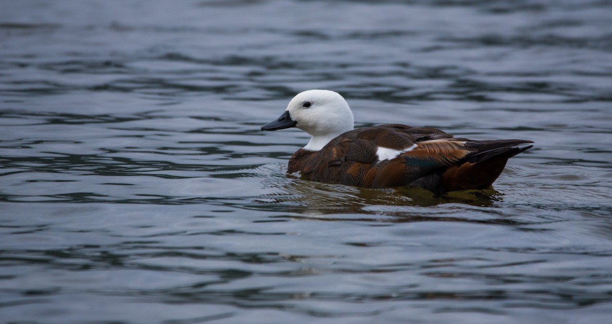 Paradise Shelduck - ML537123831