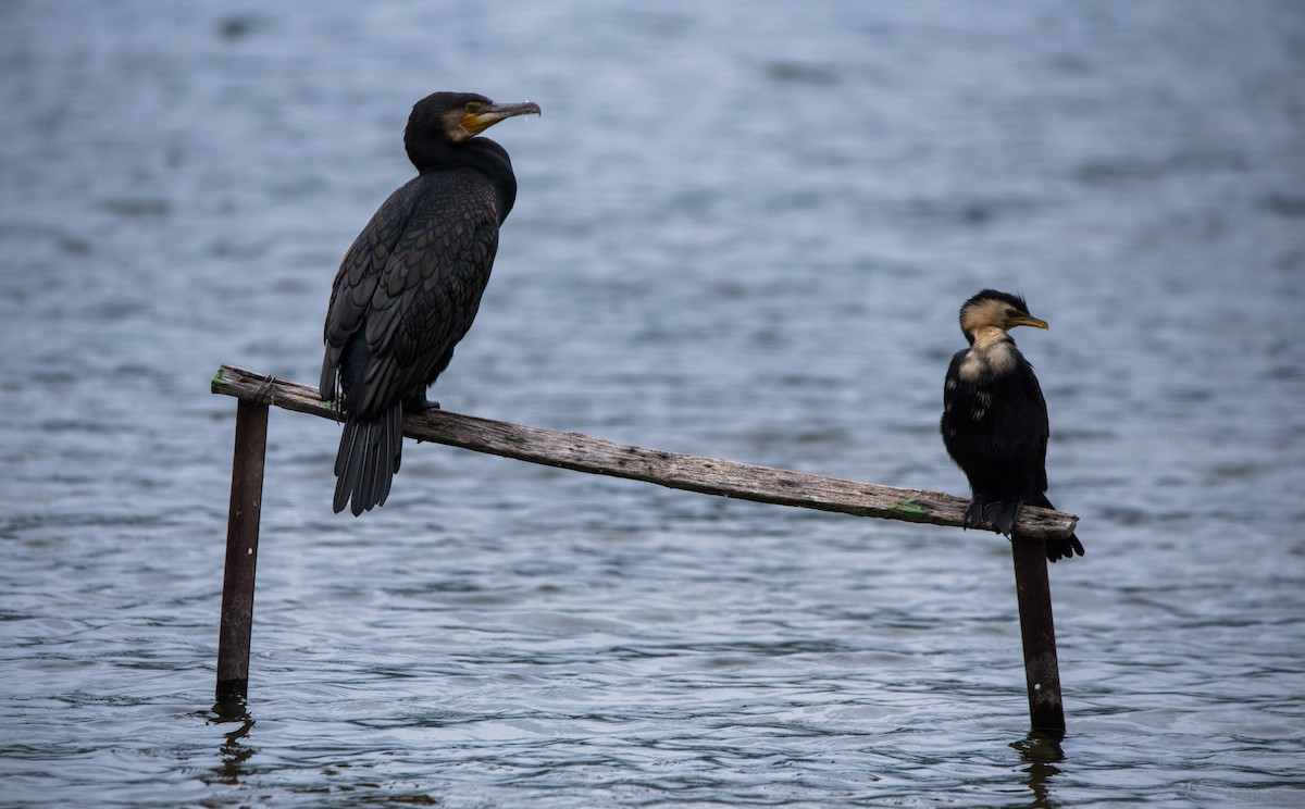 Great Cormorant - Kalee Vidana