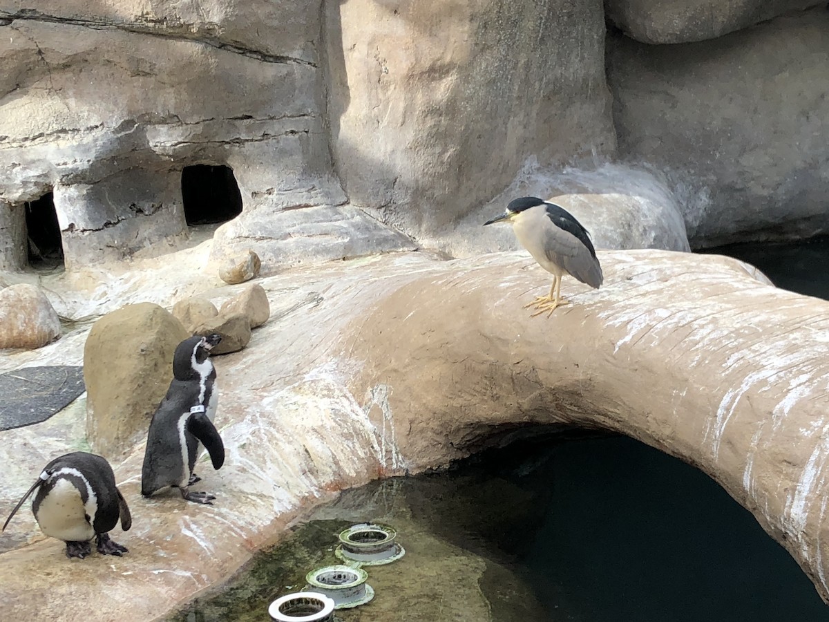 Black-crowned Night Heron - ML537125081