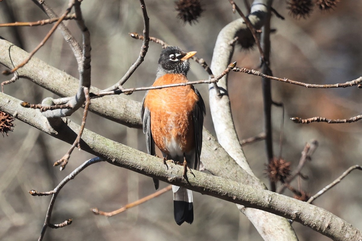 American Robin - ML537125451