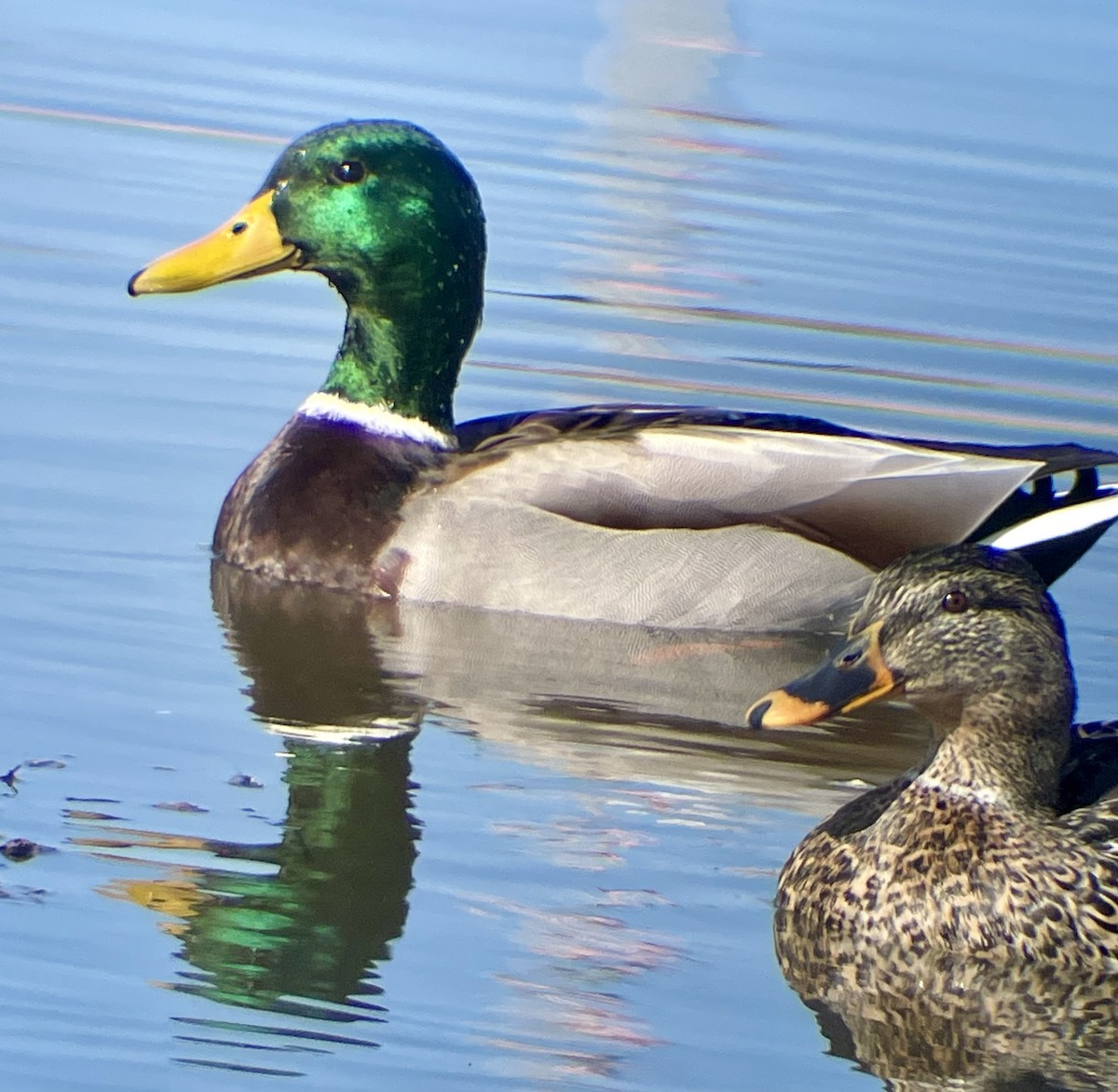 Mallard - ML537126211