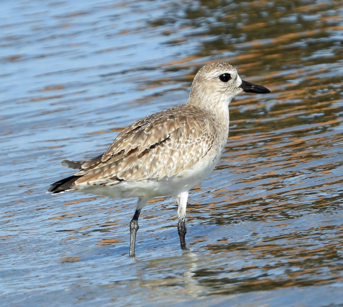 eBird Checklist - 19 Feb 2023 - South Palm Park - 13 species (+2 other ...