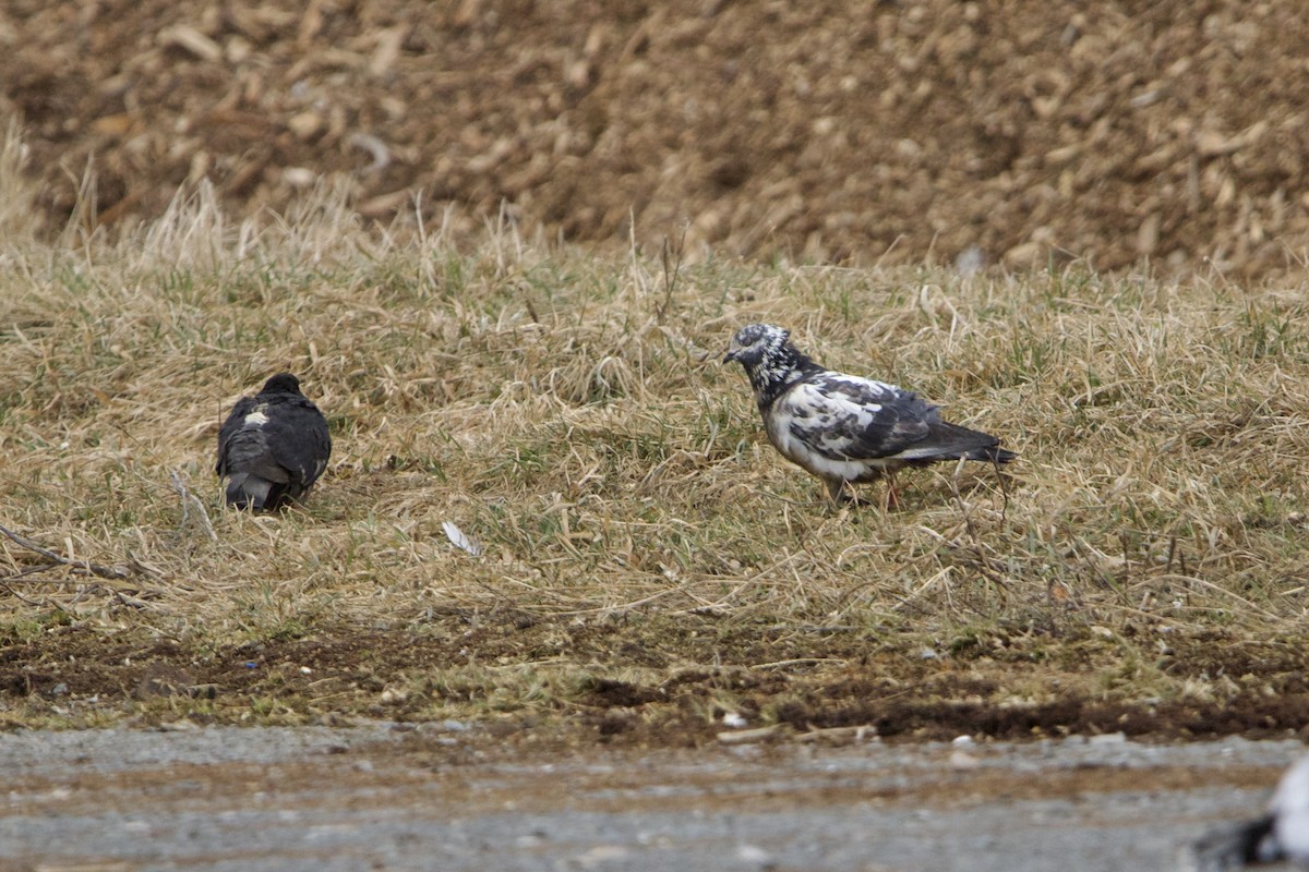 Rock Pigeon (Feral Pigeon) - ML537127091