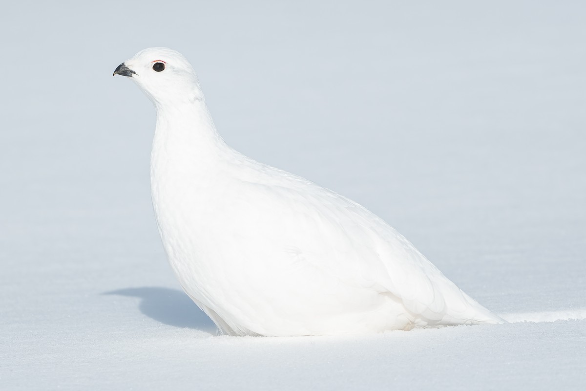 Willow Ptarmigan - ML537127201