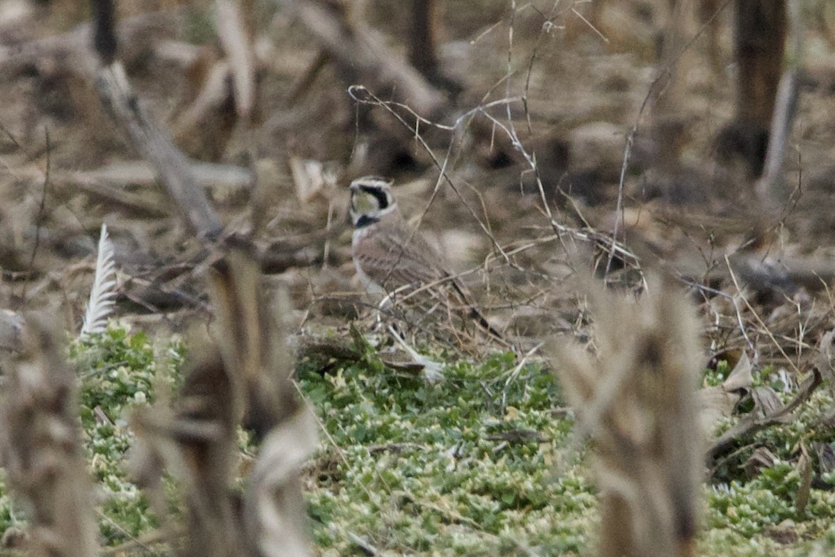 Horned Lark - Dimitris Salas