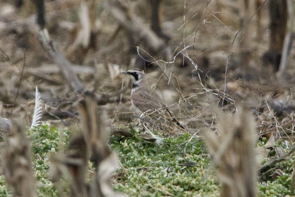 Horned Lark - Dimitris Salas