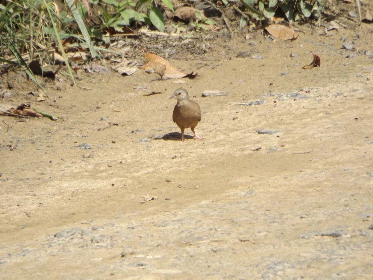 Ruddy Ground Dove - UEDSON REGO