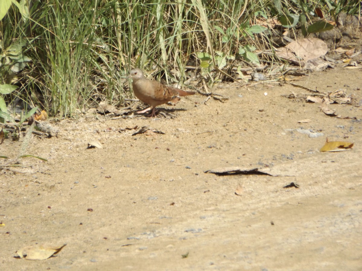 Ruddy Ground Dove - UEDSON REGO