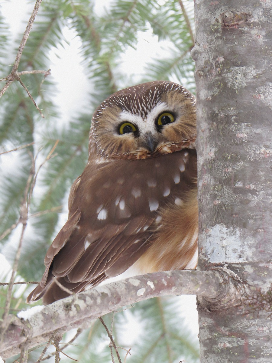 Northern Saw-whet Owl - ML537130521