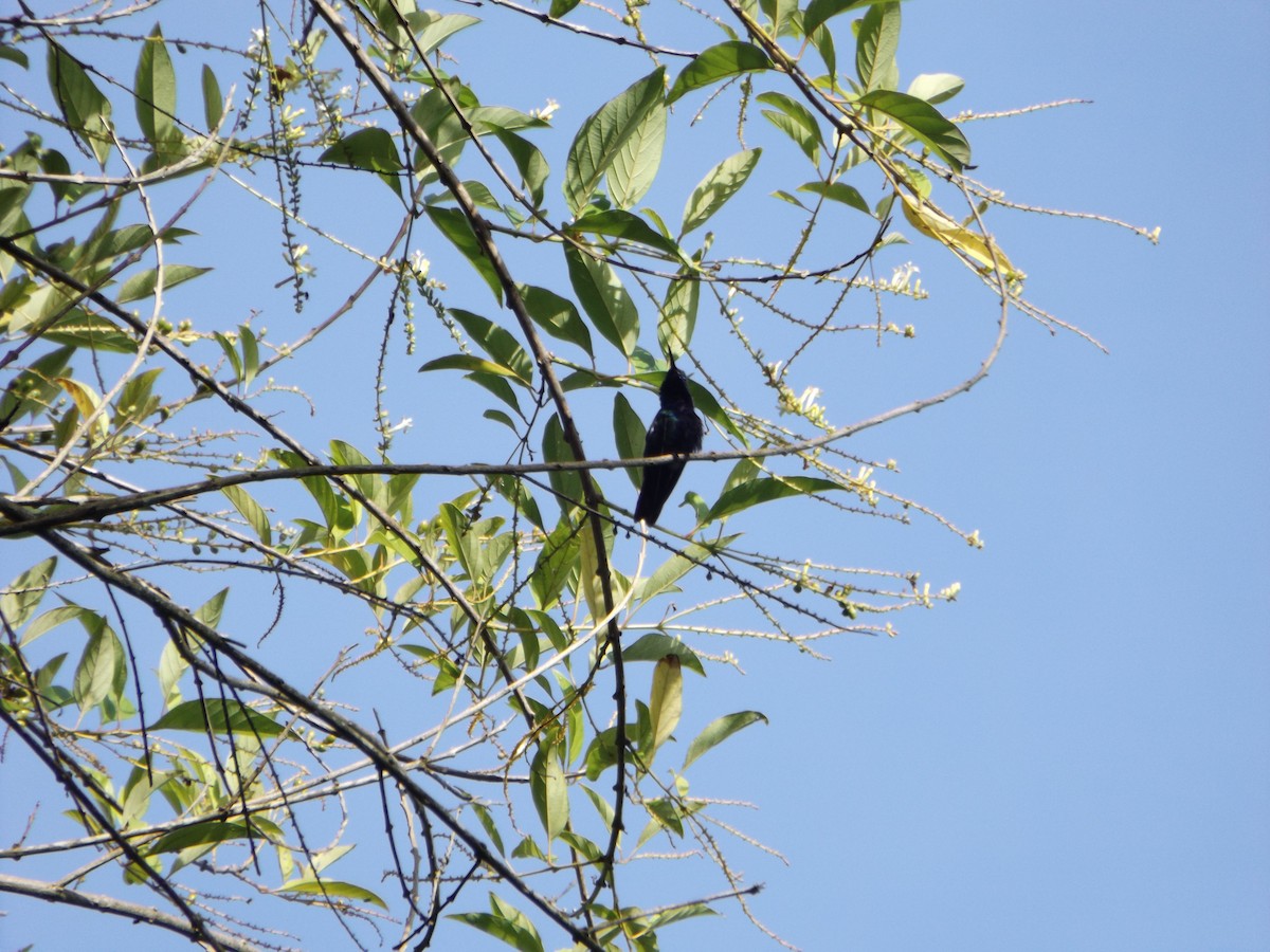 Black-throated Mango - ML537131531