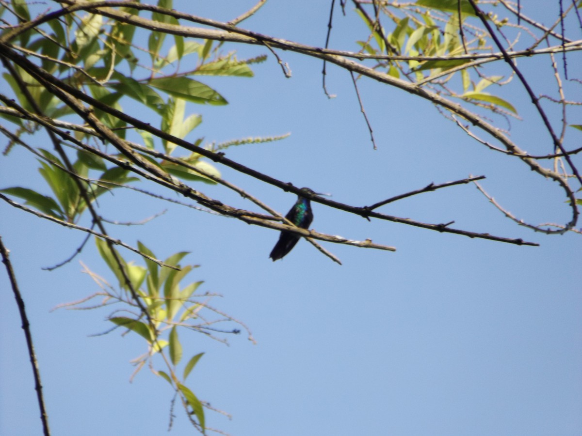 kolibřík tropický - ML537131551